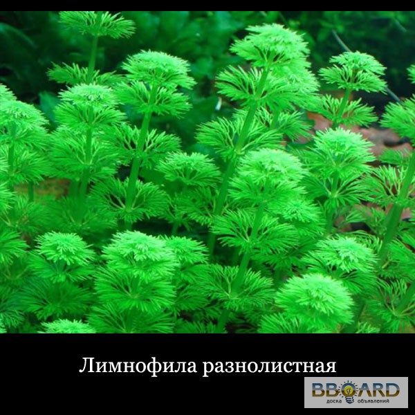Фото 3. Аквариумные растения, большой выбор с отправкой по Украине