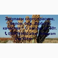 Постоянно закупаем горчицу, просо, канареечник, сафлор