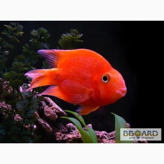 Красный попугай или рыба-попугай (Red Parrot Cichlid) 6см