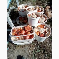 Мухомор красный Amanita muscaria