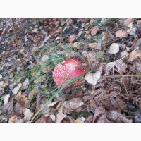 Мухомор красный Amanita muscaria