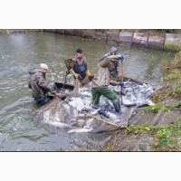 Продам рыбу, мелкий и крупный опт: толстолоб пестрый/ карп/ карась