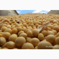 Соевый жмых на экспорт из Украины. soybean cake for export from Ukraine