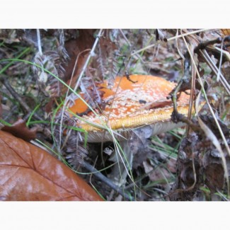 Настойка Мухомор (Amanita Muscaria)