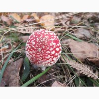 Настойка Мухомор (Amanita Muscaria)