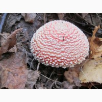 Настойка Мухомор (Amanita Muscaria)