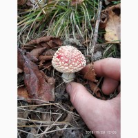 Настойка Amanita Muscaria от боли и ишиаса