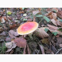 Настойка Amanita Muscaria от боли и ишиаса