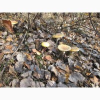 Мухомор ( Amanita muscaria ) для психики