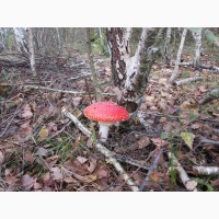 Мухомор ( Amanita muscaria ) для психики