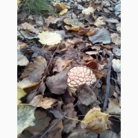 Мухомор ( Amanita muscaria ) для психики