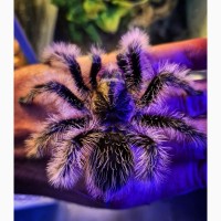 Спокойный пушистый паук птицеед Brachypelma Albopilosum самки L14