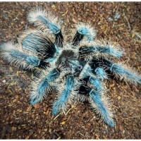 Спокойный пушистый паук птицеед Brachypelma Albopilosum самки L14