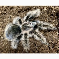 Спокойный пушистый паук птицеед Brachypelma Albopilosum самки L14