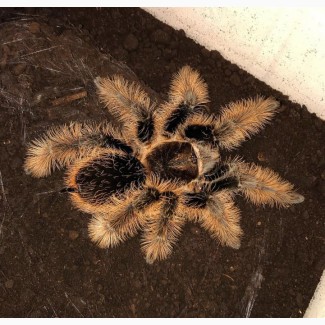 Паук птицеед Brachypelma Albopilosum Nicaragua самки L11