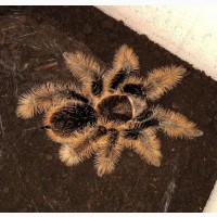 Паук птицеед Brachypelma Albopilosum Nicaragua самки L11