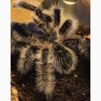 Паук птицеед Brachypelma Albopilosum Nicaragua самки L11