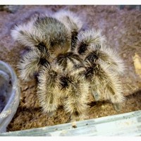 Паук птицеед Brachypelma Albopilosum Nicaragua самки L11