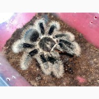 Паук птицеед Brachypelma Albopilosum Nicaragua самки L11