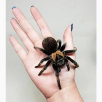 Паук птицеед для начинающих Brachypelma Emilia яркие самки L10