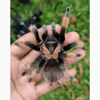 Паук птицеед для начинающих Brachypelma Emilia яркие самки L10