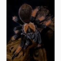 Паук птицеед для начинающих Brachypelma Emilia яркие самки L10