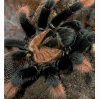 Паук птицеед для начинающих Brachypelma Emilia яркие самки L10