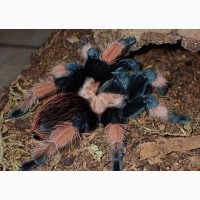 Паук птицеед для начинающих Brachypelma Emilia яркие самки L10