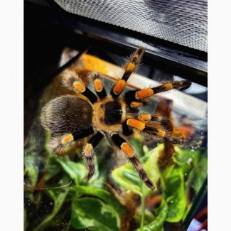 Яркий паук птицеед для начинающих Brachypelma Smithi 3, 5-4 см тело