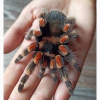 Яркий паук птицеед для начинающих Brachypelma Smithi 3, 5-4 см тело