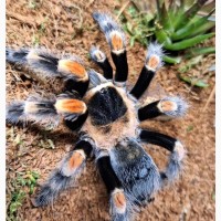 Яркий паук птицеед для начинающих Brachypelma Smithi 3, 5-4 см тело