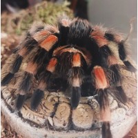 Яркий паук птицеед для начинающих Brachypelma Smithi 3, 5-4 см тело