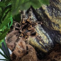 Паук птицеед Grammostola pulchripes (aureostriata) красивые самки L9