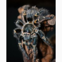 Паук птицеед Grammostola pulchripes (aureostriata) красивые самки L9