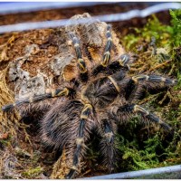 Паук птицеед Grammostola pulchripes (aureostriata) красивые самки L9