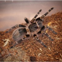 Паук птицеед Grammostola pulchripes (aureostriata) красивые самки L9