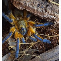 Редкий паук птицеед Harpactira Pulchripes красивые самки L8