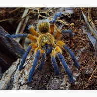 Редкий паук птицеед Harpactira Pulchripes красивые самки L8