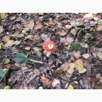 Мухомор красный, настойка Amanita muscaria, в терапии