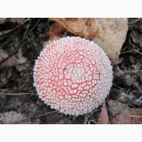 Мухомор красный, настойка Amanita muscaria, в терапии