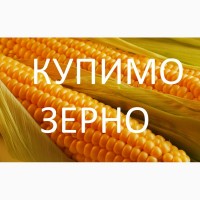 Закуповуємо відходи кукурудзи (вологу кукурудзу, чи не кондицію)