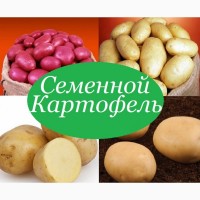 Картофель посевной.посадочный