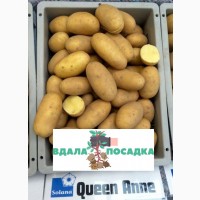 Продам насінневу картоплю Королева Анна. Надсилання кур#039; єрськими службами