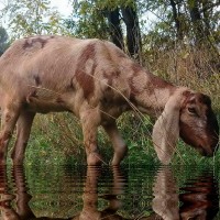 Англо-нубійські кози та козенята, чистокровні стопроцентні та процентні