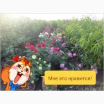 Продаю сажанцы плодовых деревьев и роз