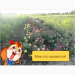 Продаю сажанцы плодовых деревьев и роз