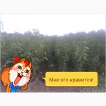 Продаю сажанцы плодовых деревьев и роз