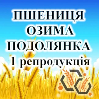 Насіння озимої пшениці ПОДОЛЯНКА 1 репродукція