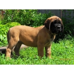 Продам щенка английского мастиффа (mastiff)