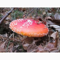 Amanita Muscaria Настойка из мухомора ферментированный